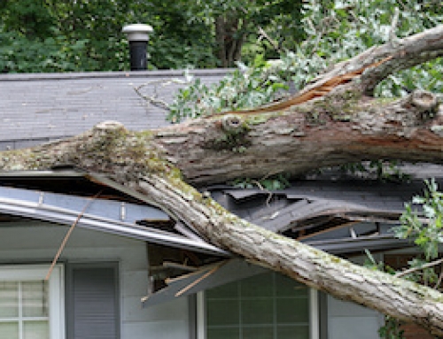 Prevent Home Damage from Trees