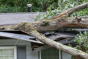 Prevent Property Damage from Trees