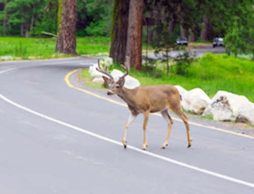 Tips to Avoid Deer Collisions